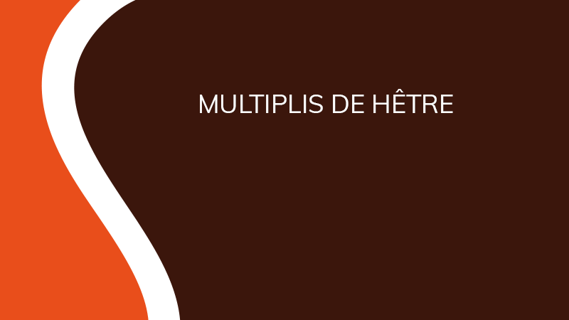 Multiplis de hêtre - Industrie - Saônoise de Tiroirs et Contreplaqués